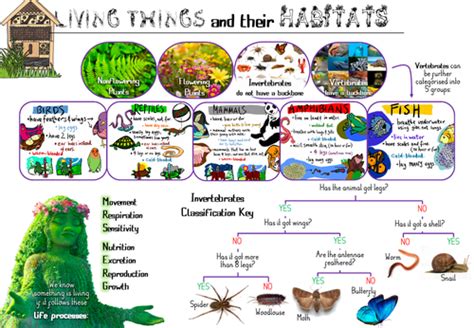 Living Things And Habitats Y4 Knowledge Organiser Teaching Resources