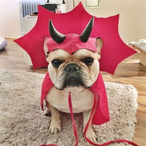 Fan page for frenchie enthusiasts who own, love, want, or admire frenchies. The 25+ French Bulldog Halloween Costumes So Cute You'll ...