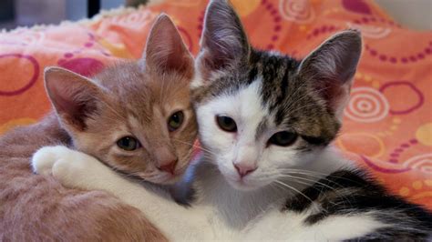 This day is always observed on june 4. On Hug Your Cat Day, 17 Heartwarming Photos And GIFs That ...