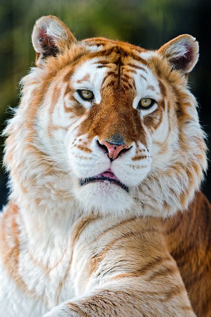 Melancholic Golden Tiger Flickr Photo Sharing