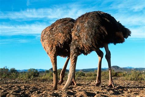 Ostriches Doing What They Do Burying Their Heads In The Sand Has