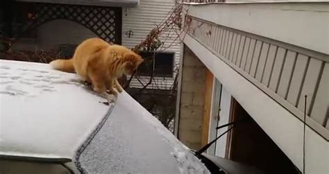 Salto De Gato En La Nieve Viral Video Videos Metatube
