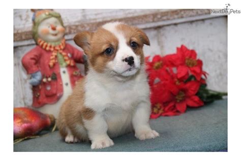 American kc reg pembroke welsh male corgi puppy. Pembroke Welsh Corgi Puppies For Sale | Orlando, FL #268315