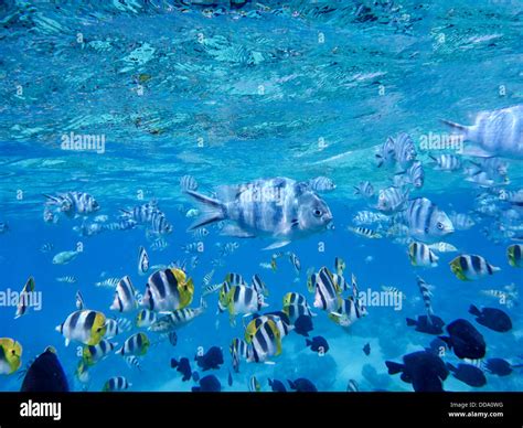 Tropical Fish Bora Bora French Polynesia Stock Photo Alamy