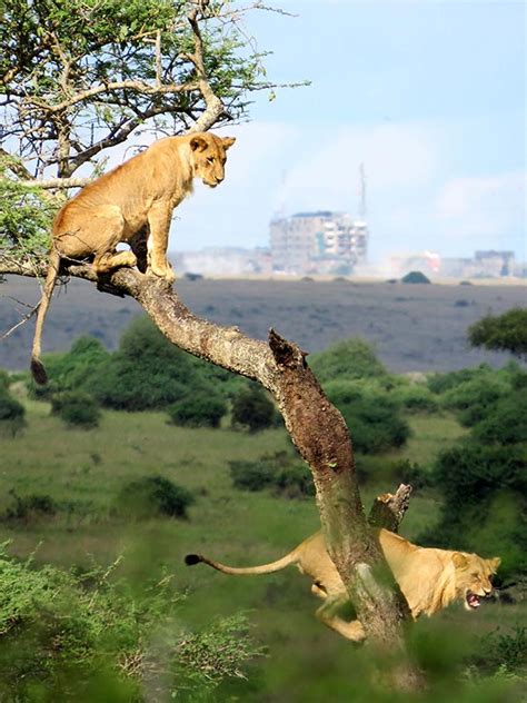 Nairobi National Park Kenya Randu Safaris