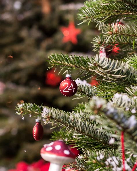 Free Images Branch Red Evergreen Fir Christmas Tree Conifer