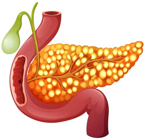 A Healthy Human Pancreas Vector Art At Vecteezy