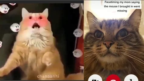 Funny cats on gifs turn on your favorite song, launch this gif and enjoy with these funny cats funny gif with a cat endlessly walking around the box Cute Pets And Funny Animals Compilation funny cats 2020 ...