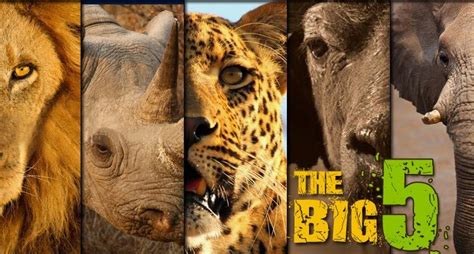 The Big Five Wildlife Animals In Tanzania Tanzania Big Five