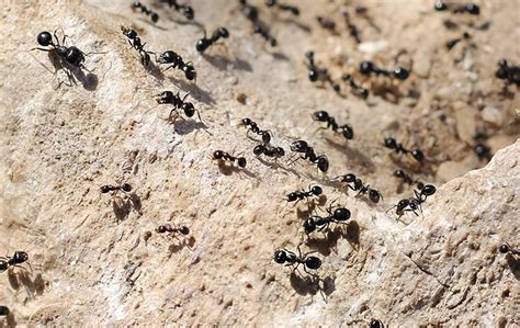 Little Black Ant Identification A Guide To Common Ant Control