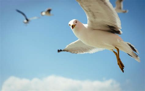 Seagull Full Hd Wallpaper And Background Image 1920x1200 Id543256