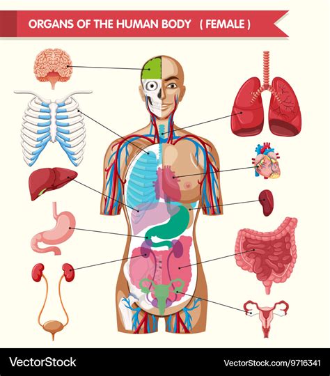 Organs Of The Human Body Diagram Royalty Free Vector Image