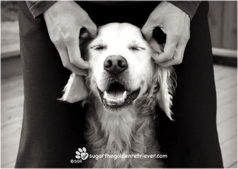 Temples Massage At Black N White Sunday Golden Woofs