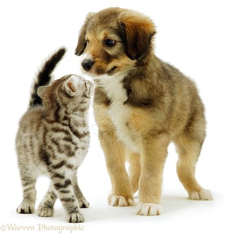 Top 137 Funny Kittens And Puppies