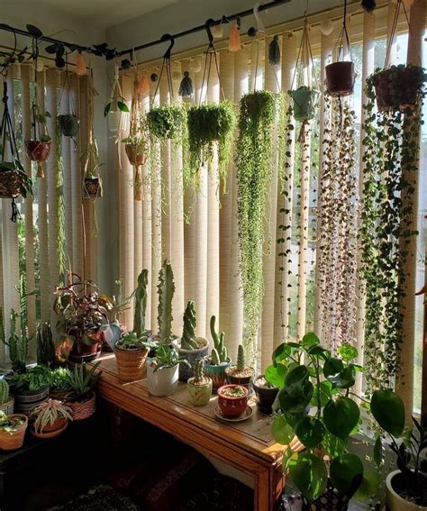 Hello Plant Lover On Instagram Who Needs Curtains When There Are