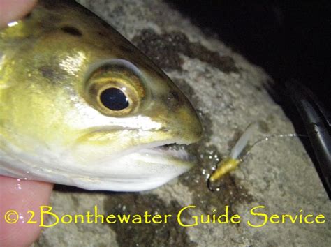 2bonthewater Guide Service Photographs 2014