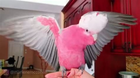 World Best Dancing Parrot Rose Breasted Cockatoo Rocks Out To Rave
