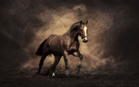 Black horse between white horses with sea and cloudy sky background hd horse. HD Horse Wallpaper Free Download | PixelsTalk.Net