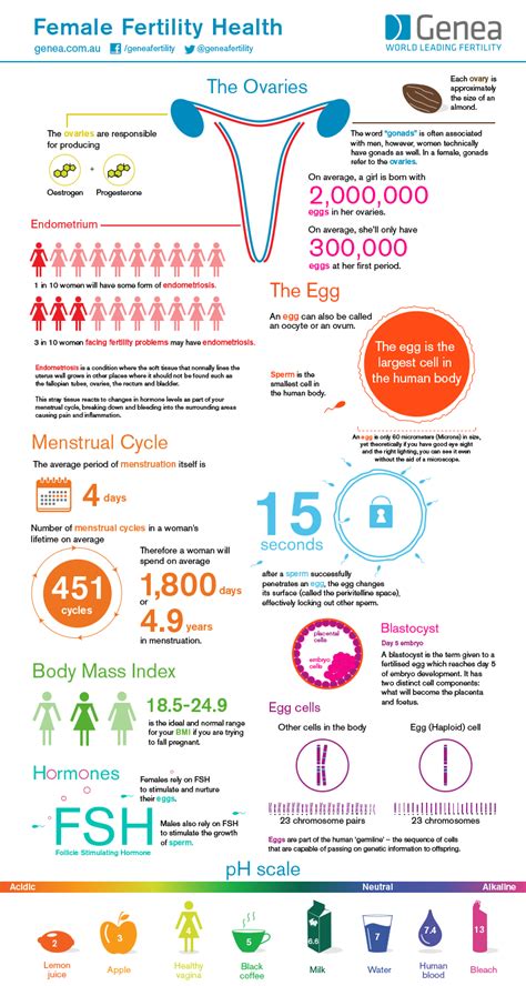 Female Fertility Health Infographic Fertility Health Female