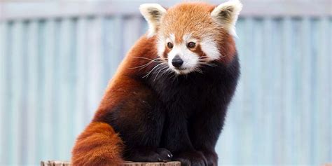 Red Panda Fact Sheet Adelaide Zoo