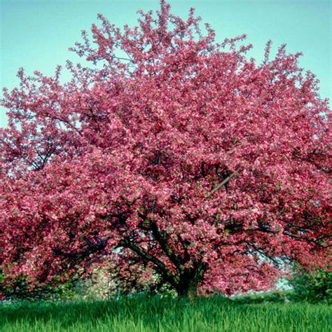 Robinson Crabapple Trees For Sale At Arbor Days Online Tree Nursery