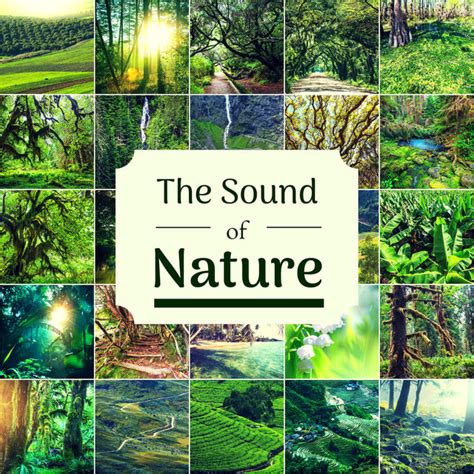 The Sound Of Nature Music With Natural Sounds For Focus Study