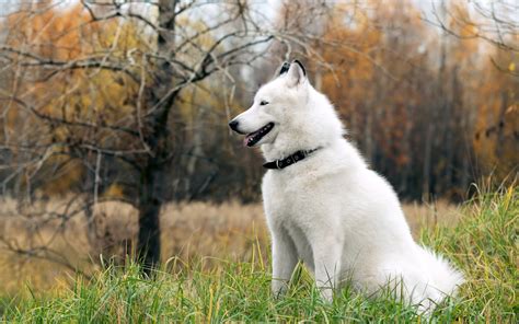 12 Beautiful Huskies Top Dreamer