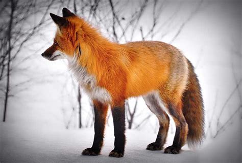 65 Red Fox Profile Facts Traits Eyes Color Denning More Mammal Age