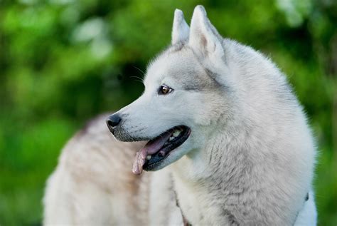 Free Picture Dog Canine Portrait Cute Husky White Dog Siberian Pet