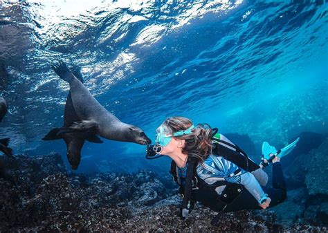 swimming with the sharks this ocean lover s unconventional path to