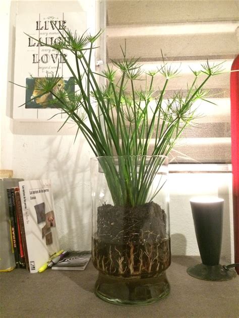 Not only does the cyperus umbrella plant enjoy moist conditions, but can also grow submerged in water and can be used as a pond, swamp, or aquarium plant. Pin on Design and Art