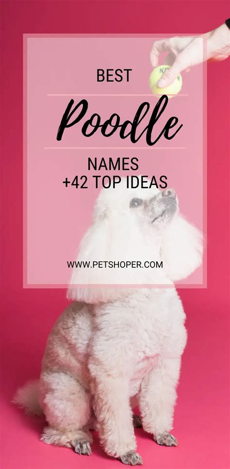 Best Poodle Names 42 Cute Ideas With Video Petshoper