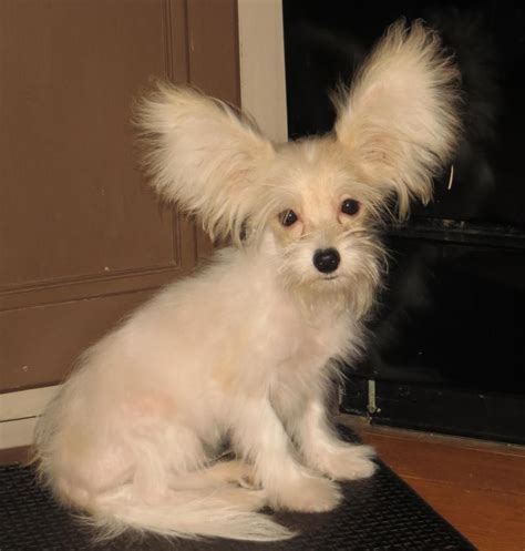 ‹ › malteser mix welpen. Maltese/Papillon Mix | Animals | Pinterest | Maltese, Dog ...