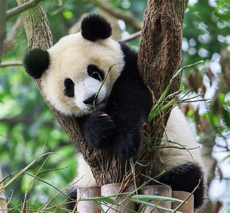 Panda Cub Resting On Tree By Feng Wei Photography