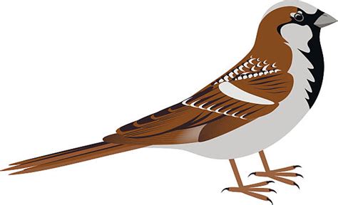 Free Sparrow Clipart Download Free Sparrow Clipart Png Images Free