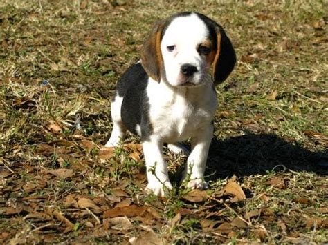 Adoption fees include spay/neuter, vaccinations, heartworm test (where applicable), and microchipping. Beagle, Puppies, For, Sale, In, Denver, Colorado, CO, Fort ...