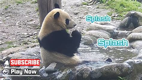 Pandas Favorite Entertainment During The Summer Ipanda Youtube