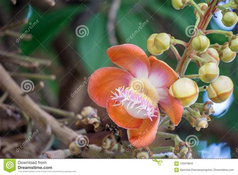 Flowers Of Shorea Robusta Also Known As Sal Sakhua Or Shala Tree