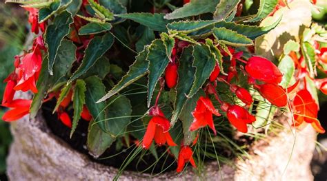 Begonia Varieties 49 Different Types Of Begonia Youll Love