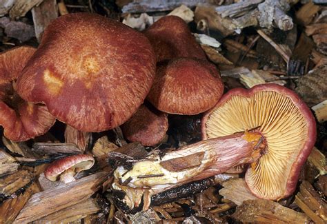 California Fungi Gymnopilus Luteofolius