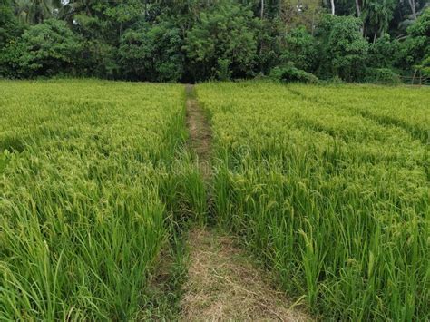 Beautiful Paddy Field In Sri Lanka Stock Photo Image Of Soil Lanka
