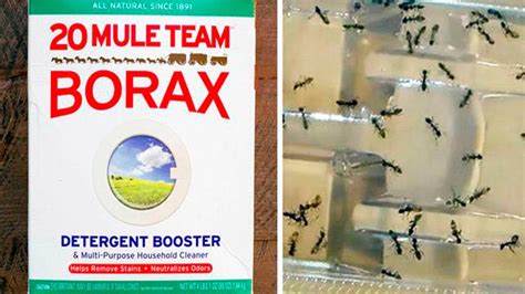 Borax is not a quick fix that gets rid of ants immediately, but because of its slower workings, it is a more effective and to use borax/boric acid as an effective home remedy to get rid of ants whether in the home or outside, you can make an ant trap using borax and sugar. Use Borax And Say Goodbye To Fleas, Roaches, Ants And ...