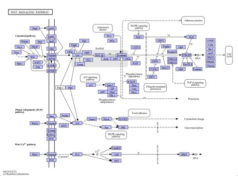 Kegg Pathway Wnt Signaling Pathway