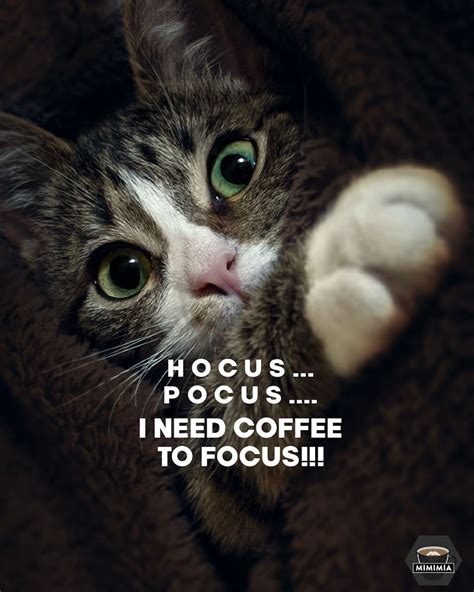 Funny Coffee Cat Quotecoffee Mimimia Cat Coffeemimimia • Instagram