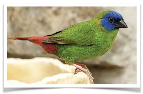 Blue Face Parrot Finch Exotic Birds Colorful Birds Flight Cage Birds