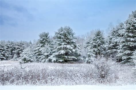 Pine Trees In November Covered With Snow In Wausau Wisconsin Stock