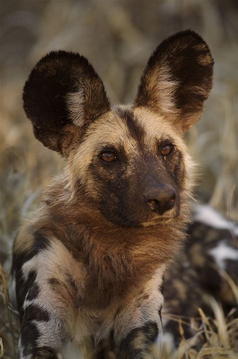 African Wild Dog These Long Legged Canines Have Only Four Toes Per