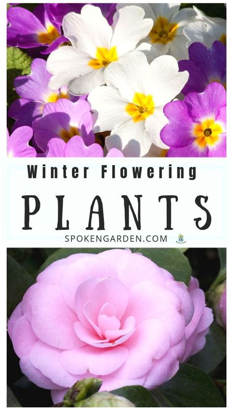 7 Winter Flowering Plants To Liven Up Your Garden Diy Garden Minute