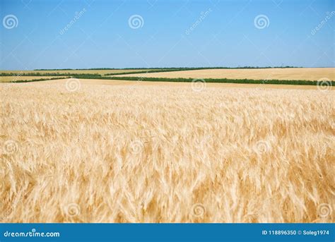 Yellow Wheat Field And Clear Sky Is In The Bright Sunny Day Beautiful