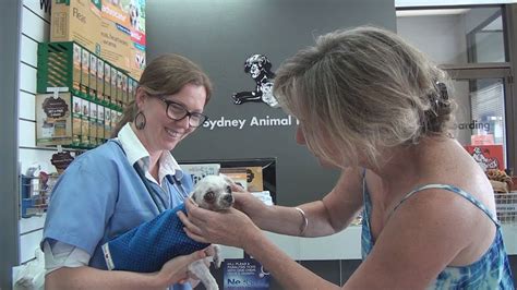 Vet Profile Dr Anne Fawcett Sydney Animal Hospitals Youtube